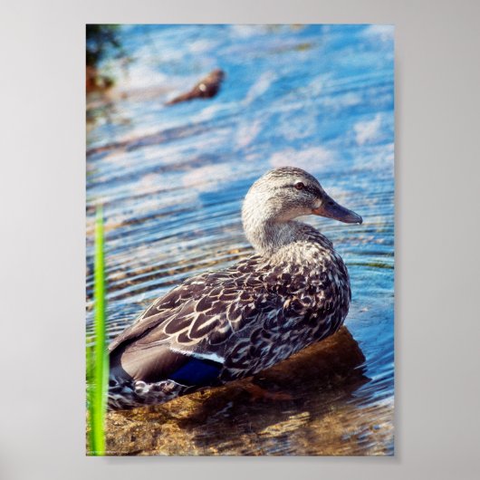 Dabbling Ripples Poster (Vorne)