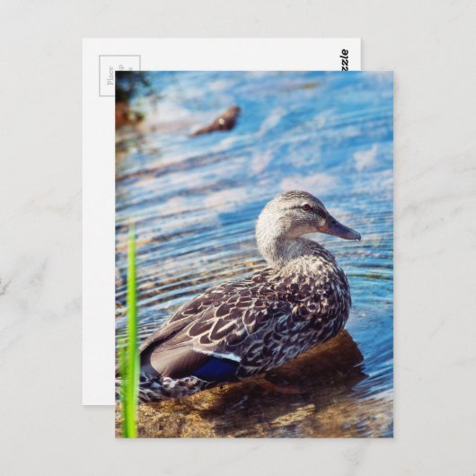 Dabbling Ripples Postkarte (Vorne/Hinten)