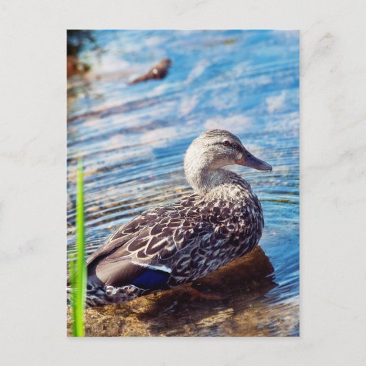 Dabbling Ripples Postkarte (Vorderseite)