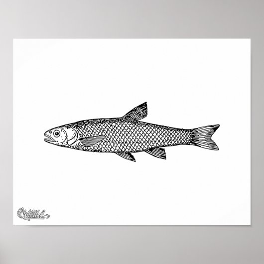Dace Poster (Vorne)