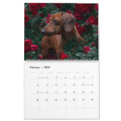 Dachshund Calendar Dog 2026 Photo Kalender (Feb 2026)