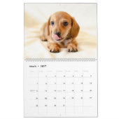 Dachshund Calendar Dog 2026 Photo Kalender (Mär 2027)