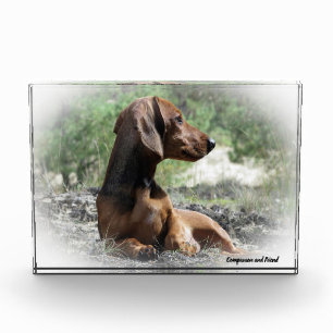 Dachshund-Hund. Fotoblock