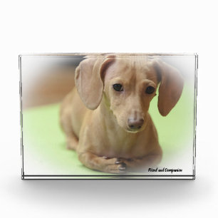 Dachshund Hund. Fotoblock