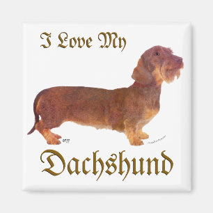 Dachshund Liebe Magnet