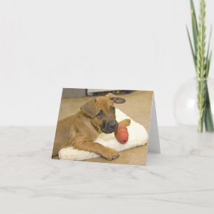 Dachshund Note Cards 3 Karte