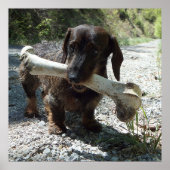 Dachshund Poster (Vorne)