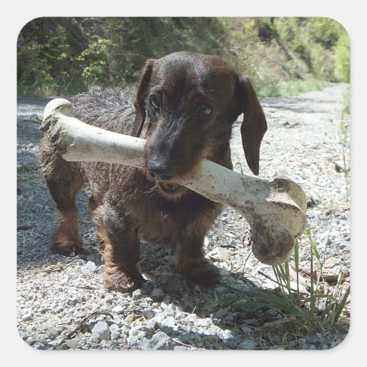 Dachshund Quadratischer Aufkleber (Vorderseite)