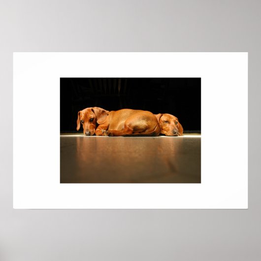 Dachshund Sunlight Poster (Vorne)