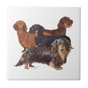 Dachshund-Varietäten Fliese