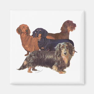 Dachshund-Varietäten Magnet