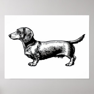 Dachshund-Vintage-Stichillustration Poster