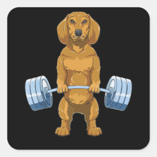 Dachshund Weightlifting Deadlift Fitness Gym Quadratischer Aufkleber