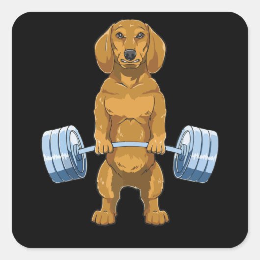 Dachshund Weightlifting Deadlift Fitness Gym Quadratischer Aufkleber (Vorderseite)