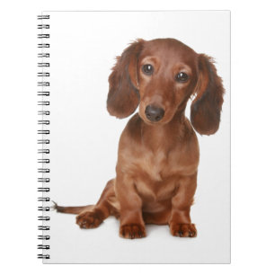 Dachshund-Welpen-Hundeliebe Notizblock