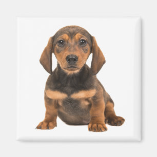 Dachshund-Welpen-Hundeliebe Welpen Magnet