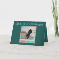Dachshund-Welpen-kletternde Treppe der