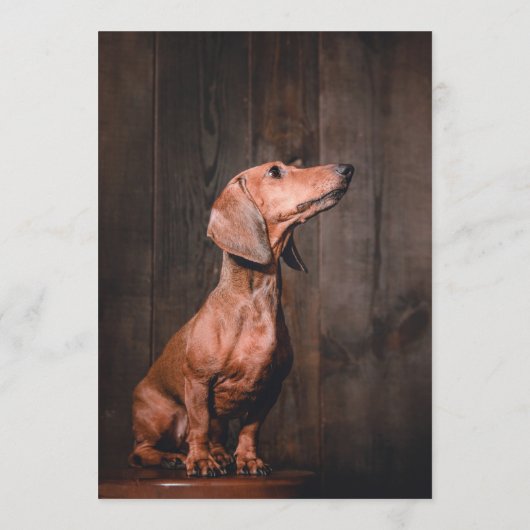 Dachsund Bar Menükarte (Rückseite)