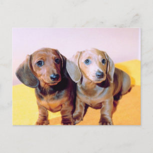 Dachsund Welpen Postkarte