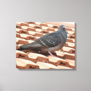 Dachtaube Canvas Print Leinwanddruck