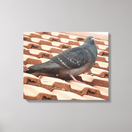 Dachtaube Canvas Print Leinwanddruck (Vorderseite)