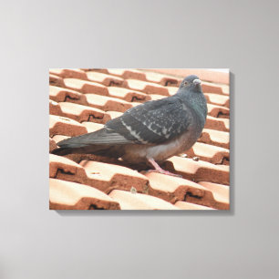 Dachtaube Canvas Print Leinwanddruck