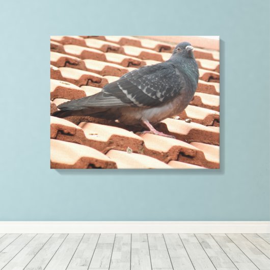 Dachtaube Canvas Print Leinwanddruck (Insitu (Holzboden))