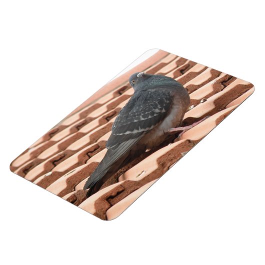 Dachtaube Premium Magnet (Linke Seite)