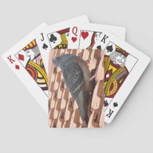 Dachtaube Spielkarten