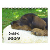 Dackel 2009 - kundengerechter Kalender! Kalender (Titelbild)
