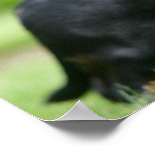 DACKEL 2 POSTER (Ecke)