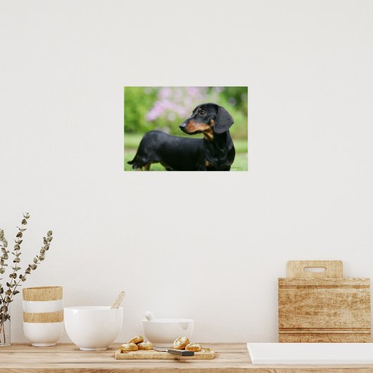 DACKEL 2 POSTER (Küche)