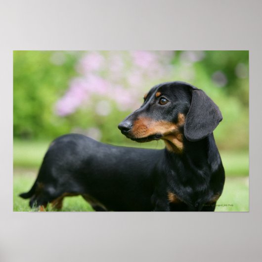 DACKEL 2 POSTER (Vorne)