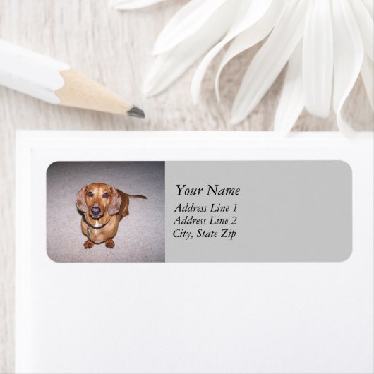 Dackel-Adressetiketten (Insitu)