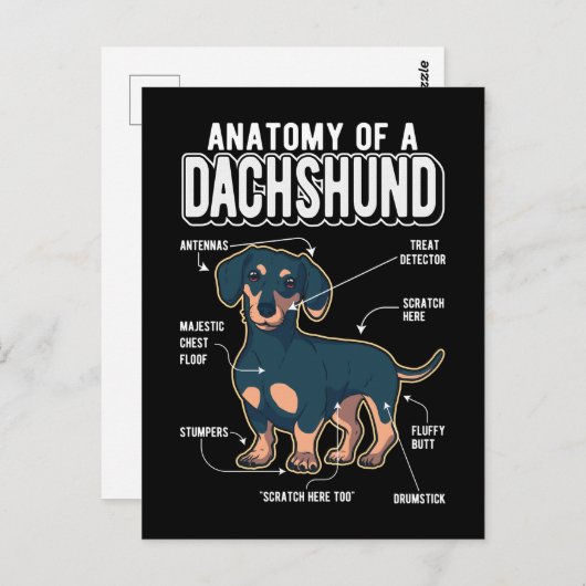 Dackel Anatomie Funny Dog Postkarte (Vorne/Hinten)