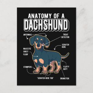 Dackel Anatomie Funny Dog Postkarte
