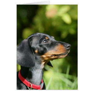 Dackel "Black and Tan Miniture" 3