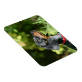 Dackel "Black and Tan Miniture" 3 Magnet (Rechte Seite)