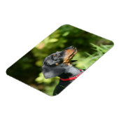 Dackel "Black and Tan Miniture" 3 Magnet (Linke Seite)