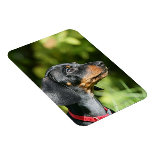 Dackel "Black and Tan Miniture" 3 Magnet (Rechte Seite)