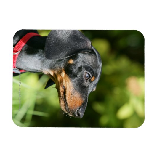 Dackel "Black and Tan Miniture" 3 Magnet (Horizontal)