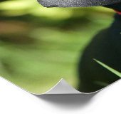 Dackel "Black and Tan Miniture" 3 Poster (Ecke)