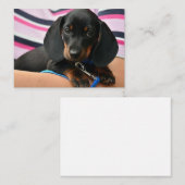 Dackel-CDs - Karte mit flachem Hinweis (Vorne/Hinten)