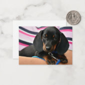 Dackel-CDs - Karte mit flachem Hinweis (Vorderseite/Rückseite Beispiel)