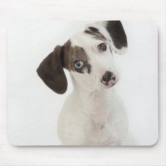 Dackel/Chihuahua Welpe, die starrt Mousepad (Vorne)