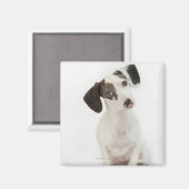 Dackel/Chihuahua-Welpe Magnet (Vorderseite/Rückseite)