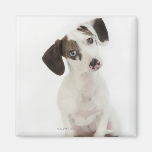 Dackel-/Chihuahuafrauwelpe Magnet