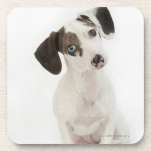 Dackel-/Chihuahuafrauwelpe Untersetzer