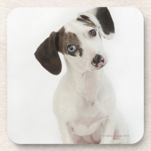 Dackel-/Chihuahuafrauwelpe Untersetzer (Vorderseite)