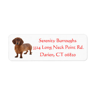 Dackel Chocolate Brown Puppy Dog Red